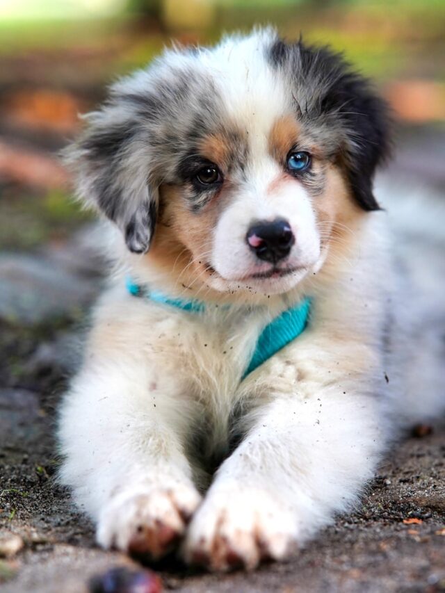 white and brown long coated dog