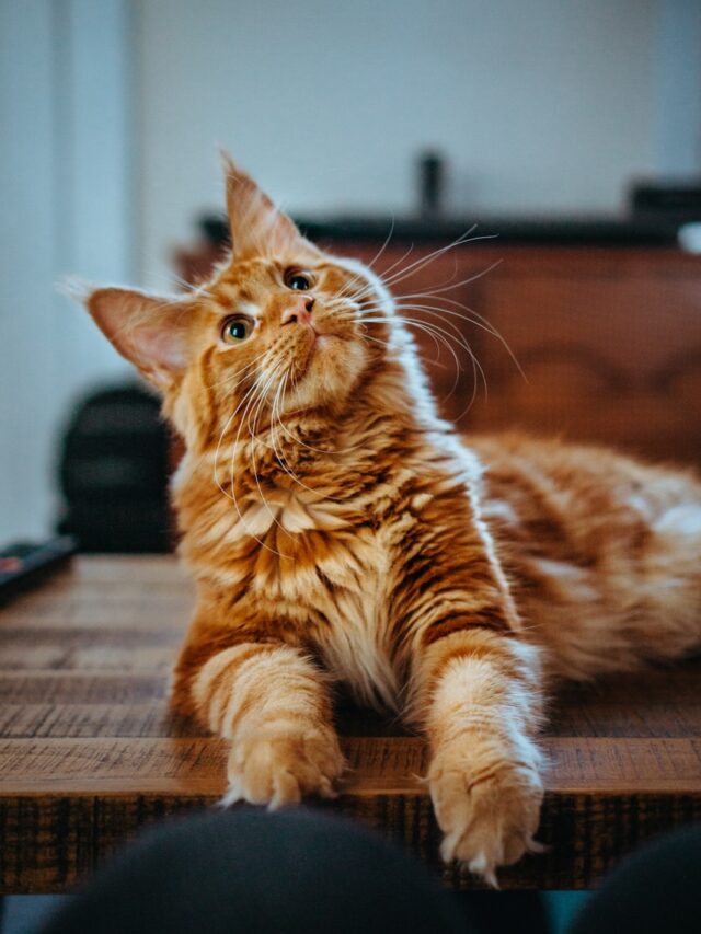 selective focus photography of orange and white cat on brown table