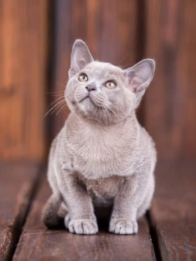 European Burmese