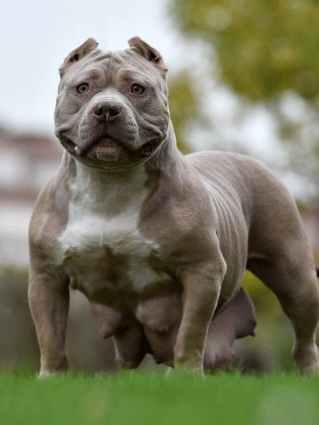 Razors Edge Pitbull