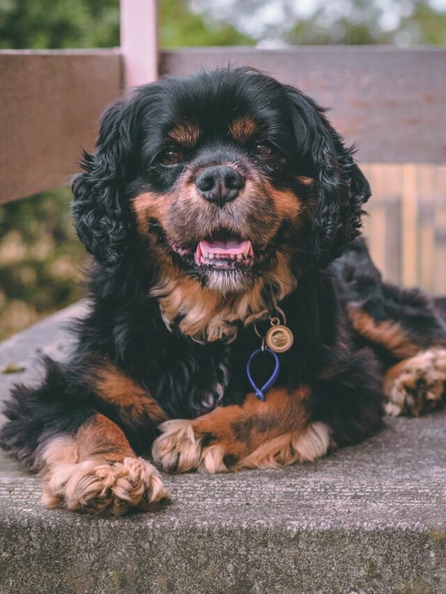 adult black and tan Cavalier King Charles spaniel lying on gray surface close-up photo