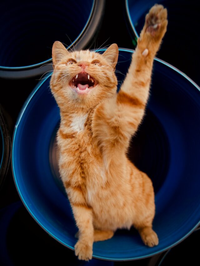 orange tabby cat in blue ceramic bowl