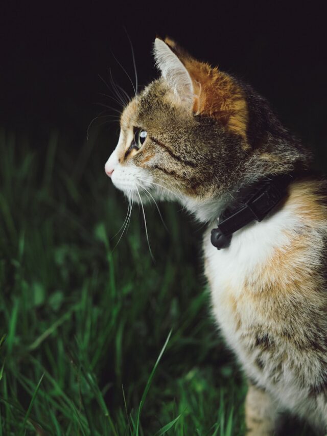 calico cat standing on grass field