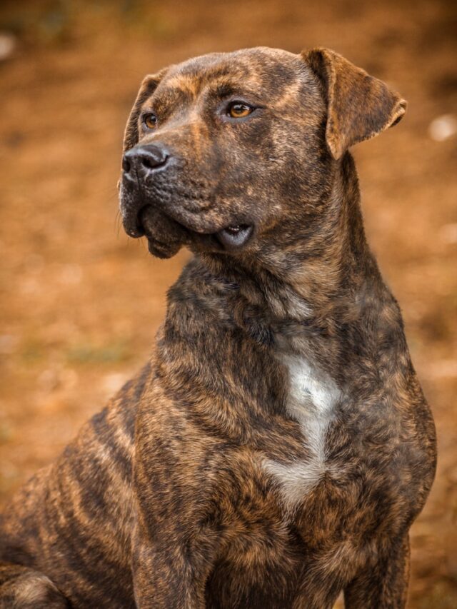 selective focus photography of black and tan dog standing outdoor during daytime