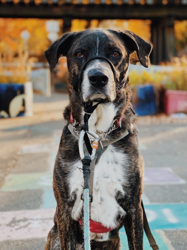 a black and white dog sitting on a leash