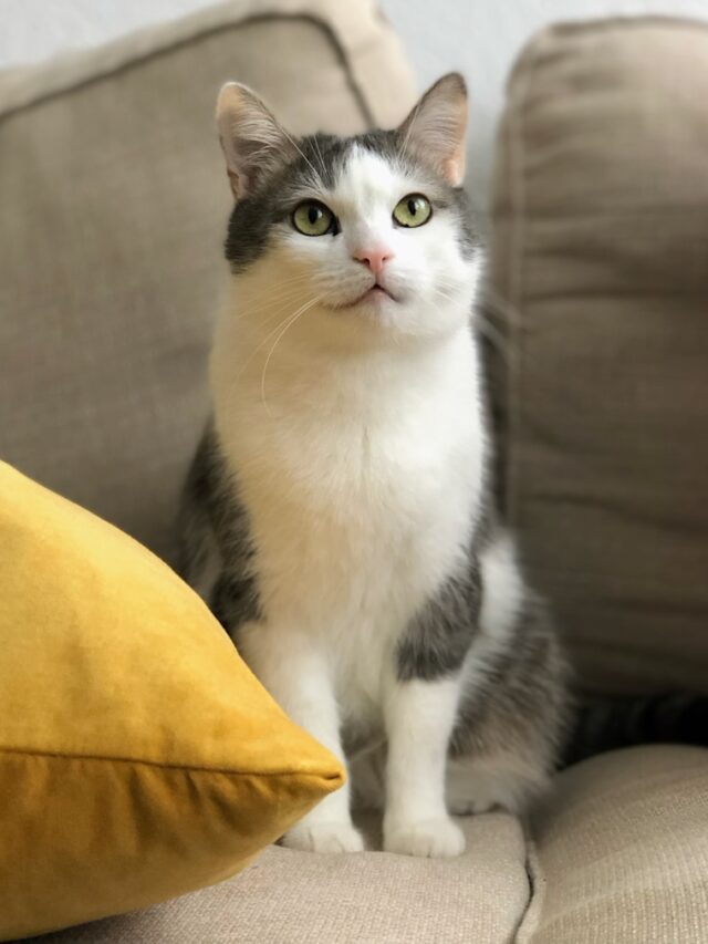 short-furred gray and white cat on sofa