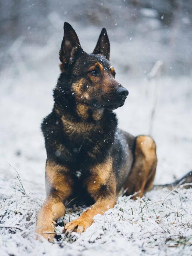 selective focus photography of brown and black dog